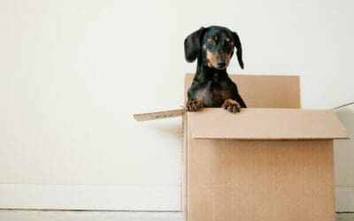 DIY Dog and Cat Enrichment Activities to Try This Weekend