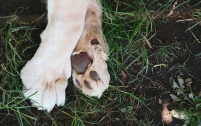 How to Safely Trim Your Dog’s Nails (And Why It Matters!)