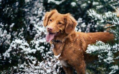 Pet Winter Prep Guide: Keep Your Fur Family Cozy & Safe